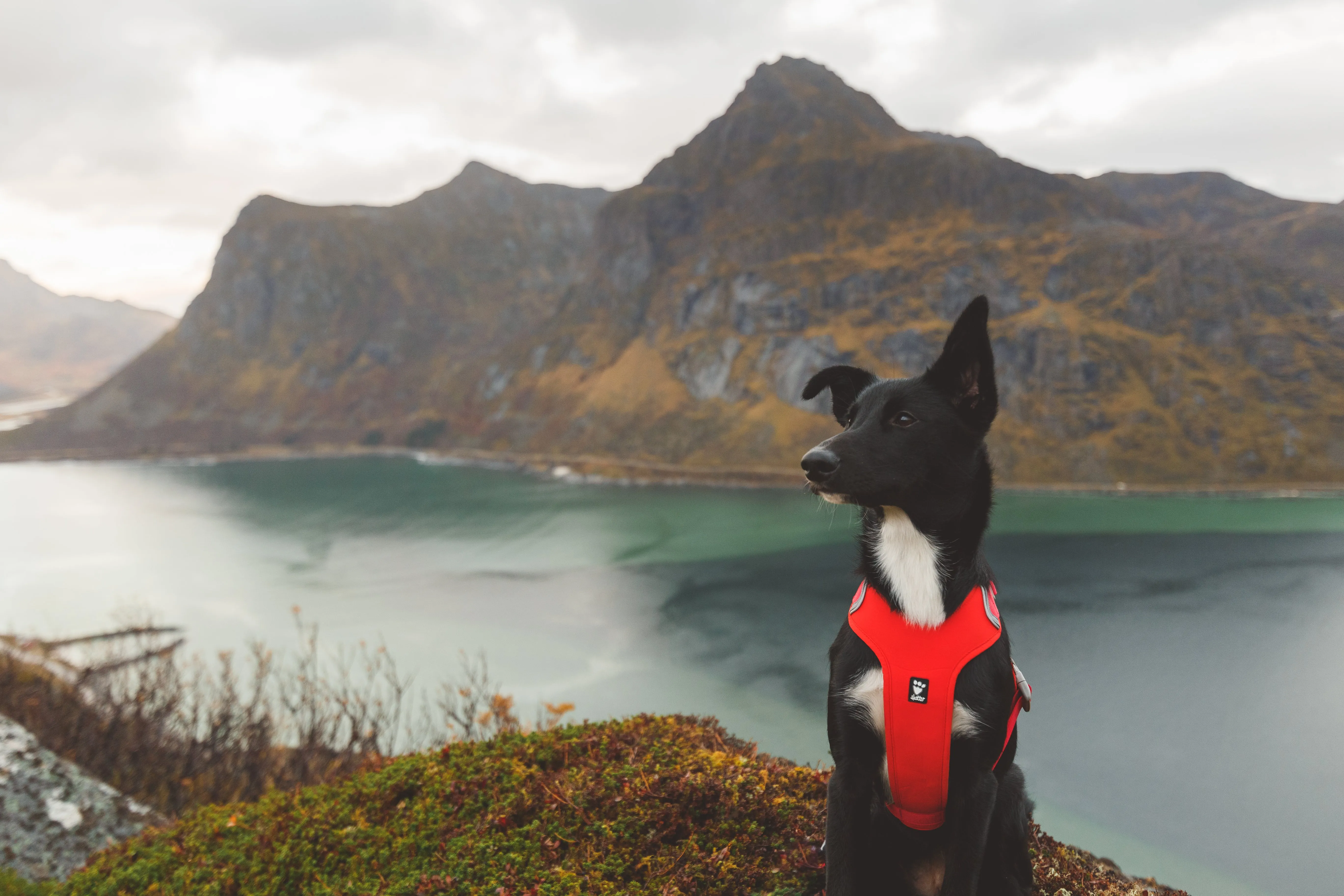 Hurtta Dog Harness: Weekend Warrior Eco, Rosehip